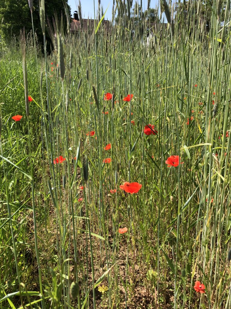 Gartenbau-Eigner84