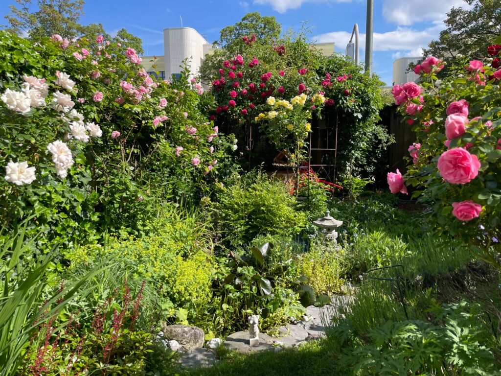 Kleingarten-Rosen2-Eigner-Gartenbau