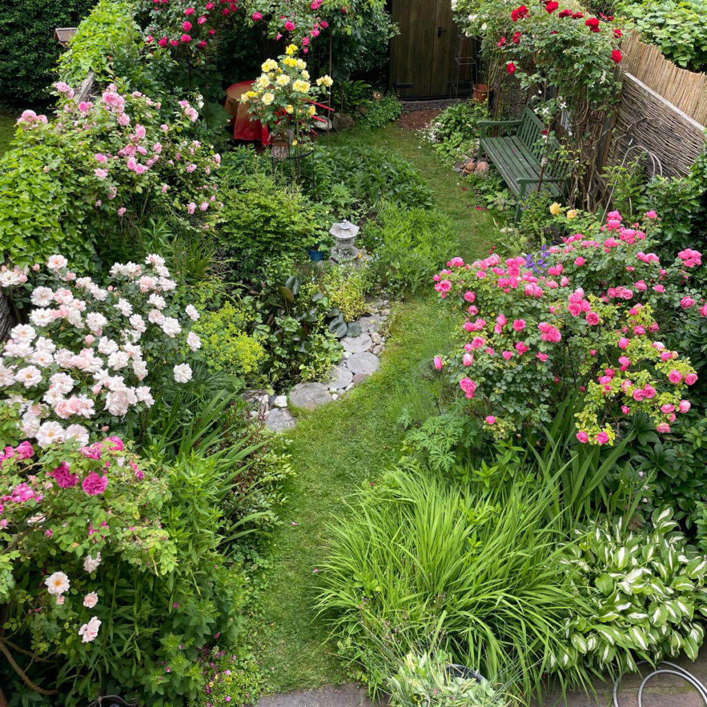Rosen_Gartenbau-Eigner