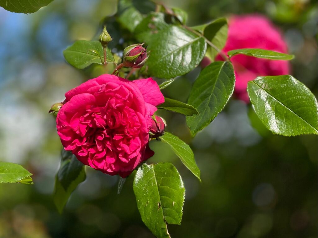Rosen_Laguna_Rosengarten_Rosenkranz_0010